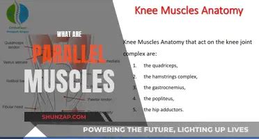 Parallel Def Anatomy に対する画像結果