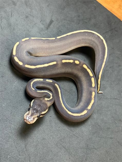 Super Granite Ball Python に対する画像結果