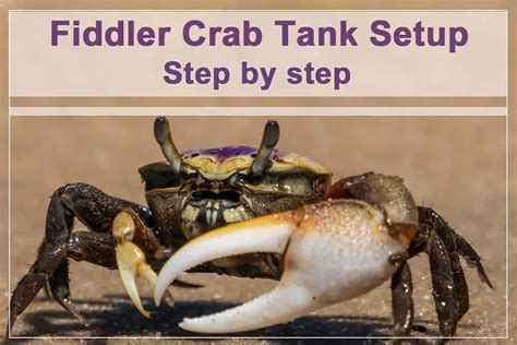 Fiddler crab に対する画像結果