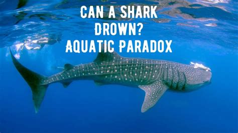 Image result for Shark Different Reproduction