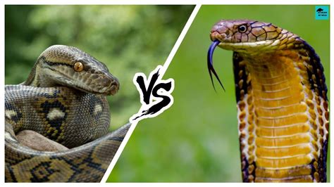 King Cobra Python Legnth に対する画像結果