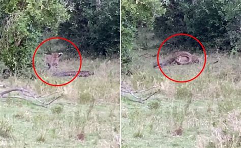 Python vs Leopard Fight に対する画像結果