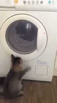 Afbeeldingsresultaten voor Daisy Washing Machine