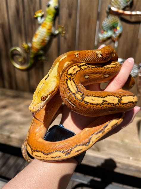 Image result for Purple Reticulated Python