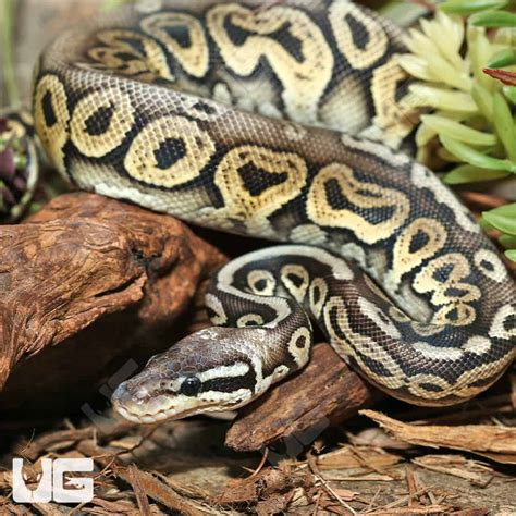 Image result for Super Pastel Axanthic Ball Python