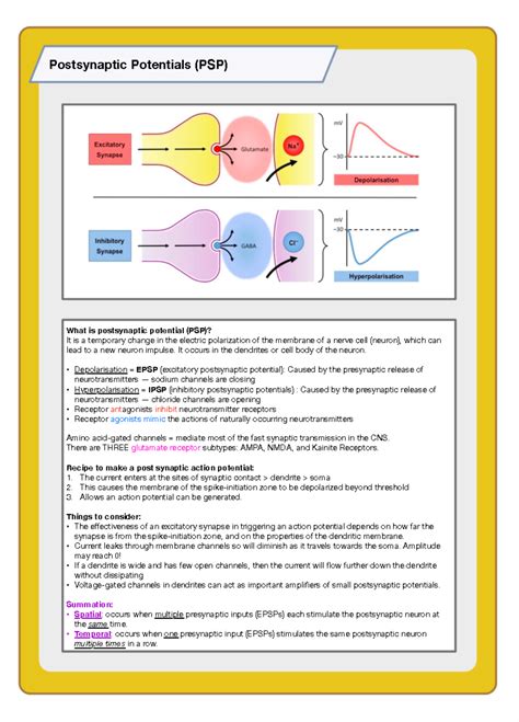 Afbeeldingsresultaten voor Postsynaptic Potential