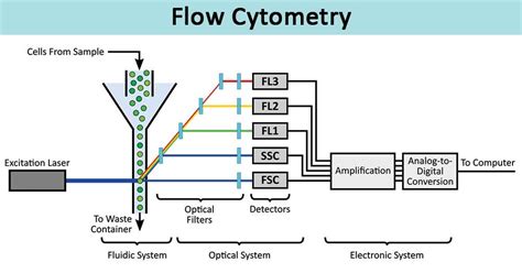 Image result for How Does Flow Cytometry Work