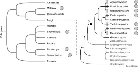 Image result for Evolution of Complex System