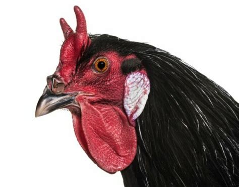 Afbeeldingsresultaten voor Fleche Method