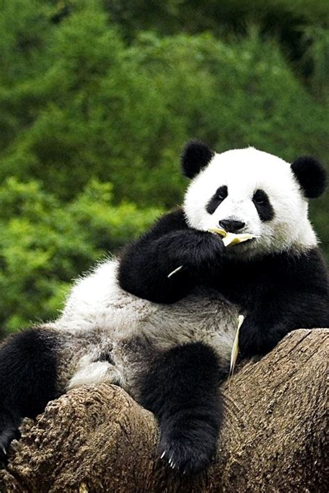 Panda Roux に対する画像結果