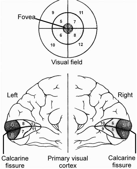 Image result for Columnar Organization of Primary Visual Cortex