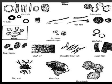 Stool Structure に対する画像結果