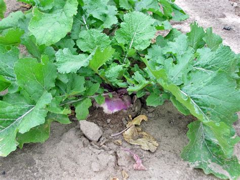 Afbeeldingsresultaten voor Turnip Time