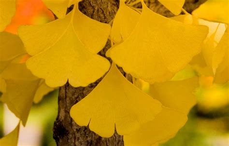 Image result for Ginkgo Tree Fall Color
