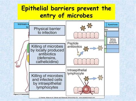 Image result for Complement System in Adaptive Immunity