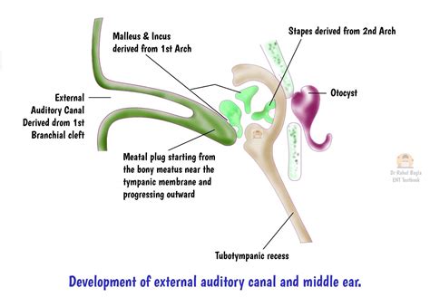 Image result for Inner Ear Embryo Development