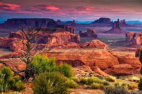 Image result for Arizona Desert Tarantula