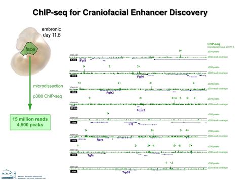 Toradh íomhá ar ChIP-seq Enhancer