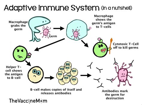Afbeeldingsresultaten voor Innate Immunity For Dummies