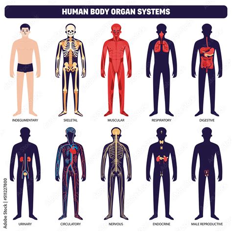 Image result for The Human Body Systems Creative Commons License