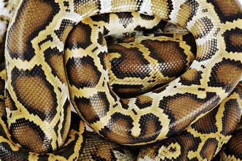 Python Close Up に対する画像結果