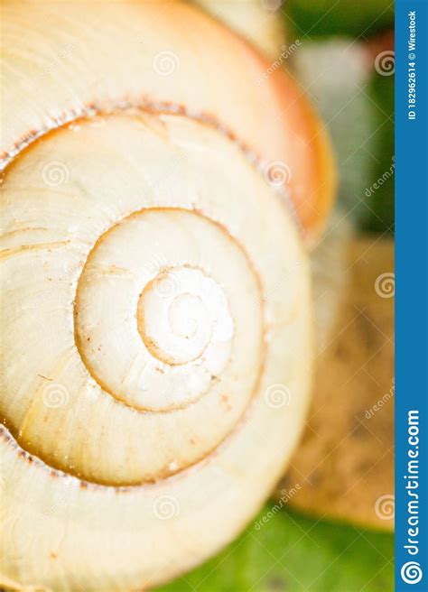 Toradh íomhá ar Spiral Shell Pattern