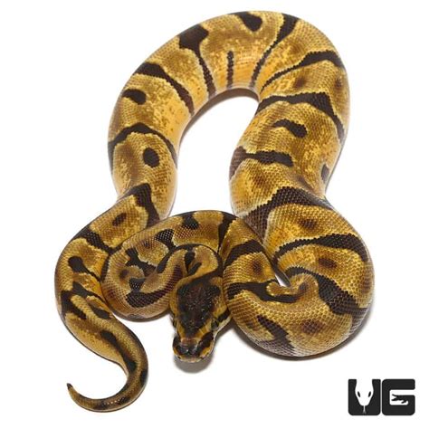 Image result for 5Ft Ball Python