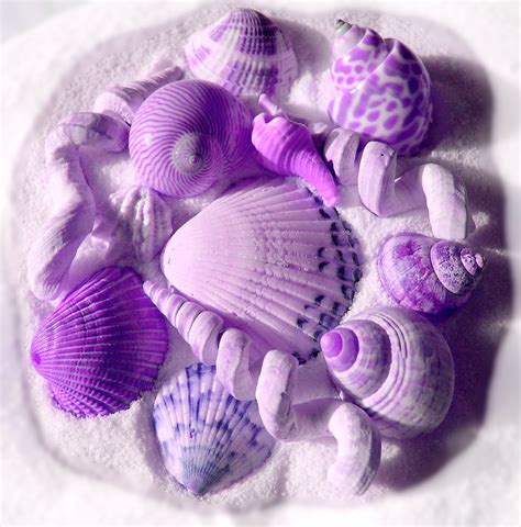 Toradh íomhá ar Purple Shells