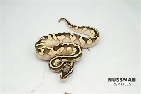 Image result for Leopard Lesser Ball Python