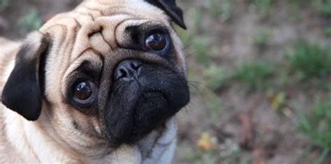 Image result for Pathos