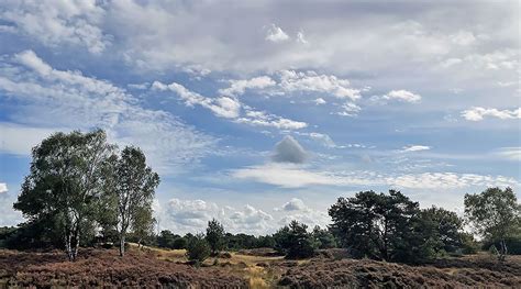 Image result for Leuvenumse Bos