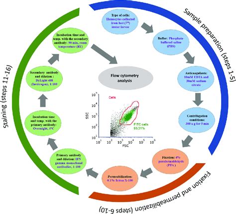 Image result for Flow Cytometry T-cell Staining Protocols
