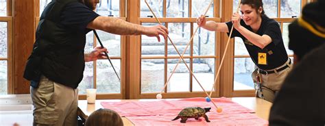 Afbeeldingsresultaten voor How to Move a Snapping Turtle