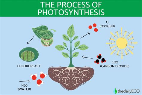 Afbeeldingsresultaten voor How Does Photosynthesis Work Worksheet Answers
