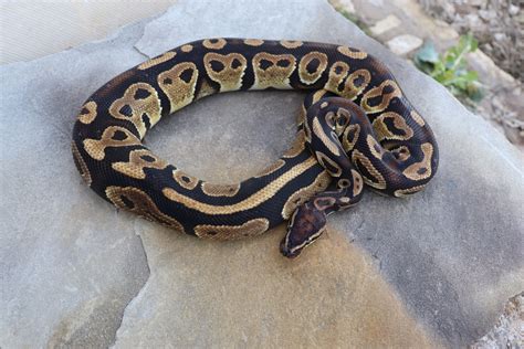 Toradh íomhá ar Bongo Ball Python