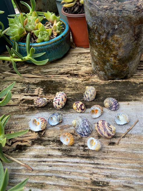 Bleeding Tooth Shell に対する画像結果