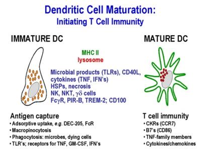 Dendritic Cell Maturation に対する画像結果