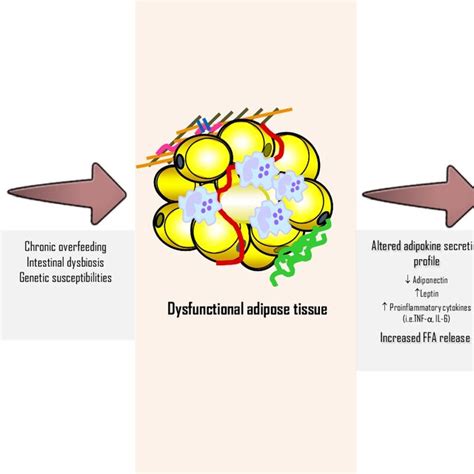 Dysfunctional Adipose Tissue に対する画像結果