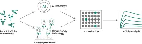 Image result for Antibody Affinity Maturation
