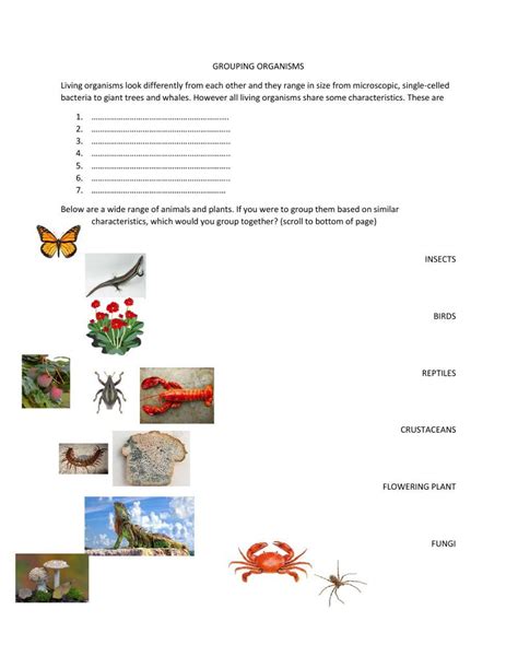Image result for Classification Worksheet and Answer Sheet