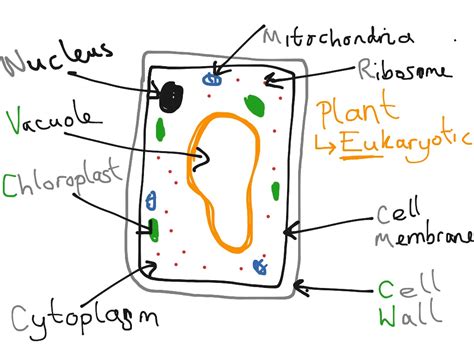 Afbeeldingsresultaten voor Basic Plant Cell Structure