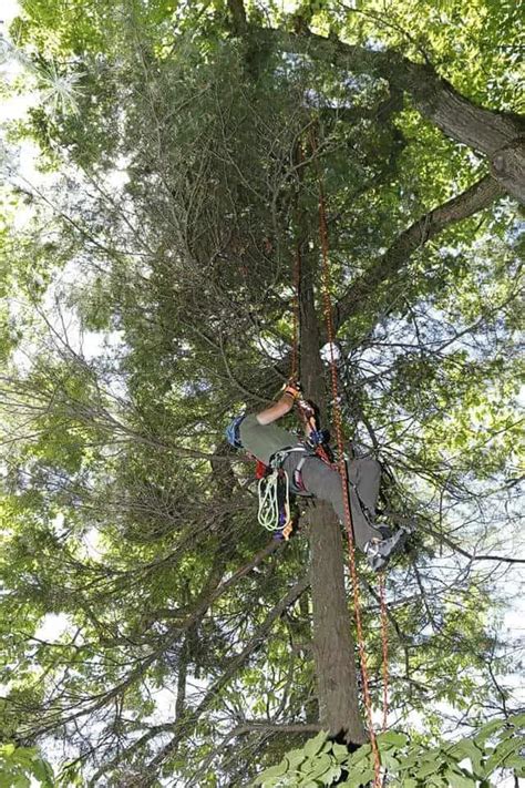 Image result for Easiest Tree Climbing Method