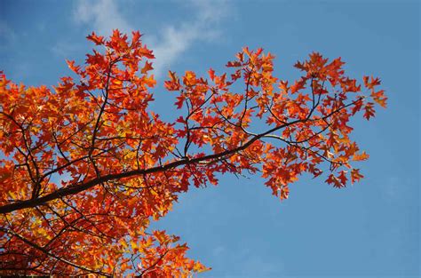 Image result for Trees with Beautiful Fall Color
