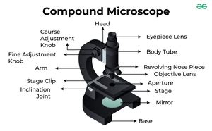 Image result for Compound Microscope Samples