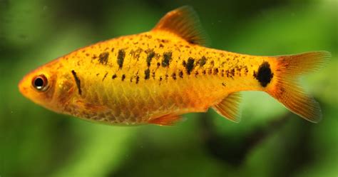 Image result for Fish Animal