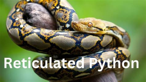 Toy Reticulated Python に対する画像結果