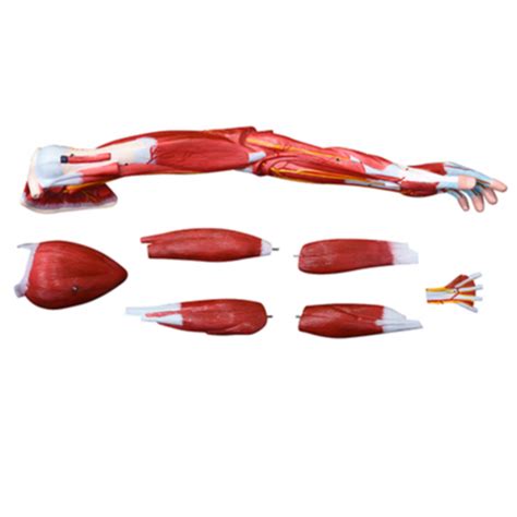 Afbeeldingsresultaten voor Arm Muscle Model