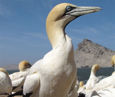 Image result for Diamond Bingo Pattern