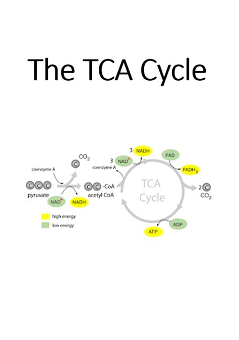 Khan Academy TCA Cycle に対する画像結果