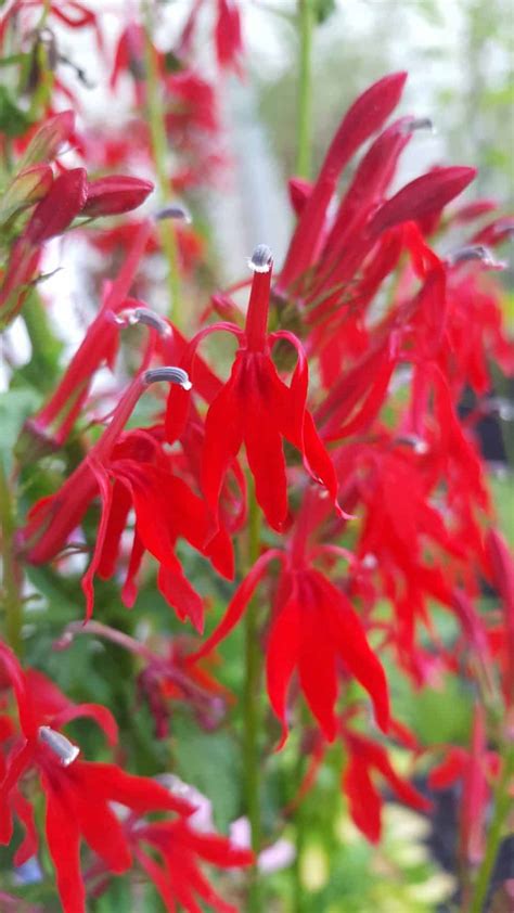 Image result for Cardinal Flower Information